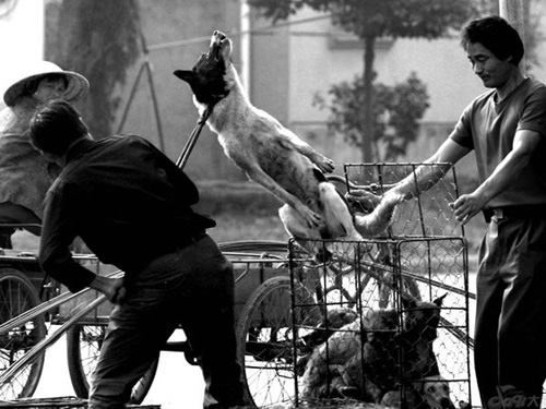 Trung Quốc hủy lễ hội thịt chó